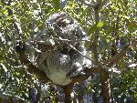 Sleeping koala