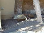 Komodo Dragon