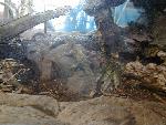 Tuatara