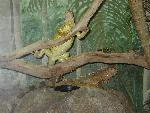 Green Iguanas