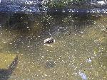 Duckling