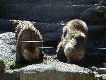 Bears