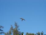 Blue and Yellow Macaw