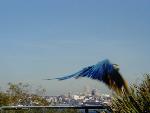 Blue and Yellow Macaw