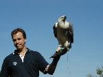 White-breasted Sea Eagle