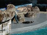 New Zealand Fur Seal