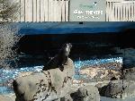Californian Sea Lion