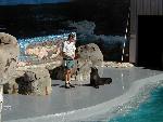 Californian Sea Lion