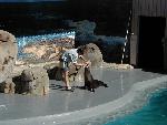 Californian Sea Lion