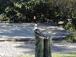 Kookaburra