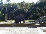 Indian Elephant