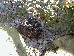 Echidna