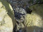 Echidna