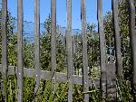 Wollemi Pines