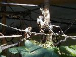 Spider Monkeys