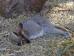 Wallaby