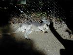 Kangaroo