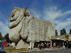 Big Merino