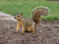 Squirrel in Civic Center Park - Civic Center Park (Colorado, USA)