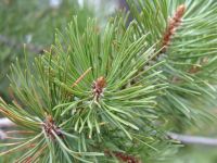 Pine needles - Rocky Mountains National Park (Colorado, USA)