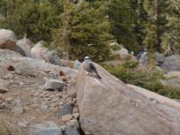 Little bird - Rocky Mountains National Park (Colorado, USA)