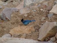 Blue bird - Rocky Mountains National Park (Colorado, USA)