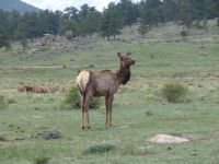 Elk - Rocky Mountains National Park (Colorado, USA)