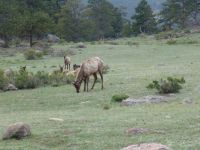 Elk - Rocky Mountains National Park (Colorado, USA)