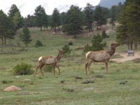 Elk - Rocky Mountains National Park (Colorado, USA)
