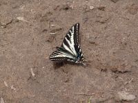 Butterfly - Glenwood Canyon (Colorado, USA)
