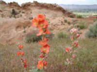 Desert wildflowers - Colorado National Monument (Colorado, USA)
