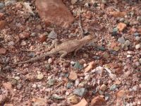 Lizard - Colorado National Monument (Colorado, USA)