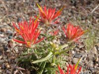 Desert wildflowers - Colorado National Monument (Colorado, USA)