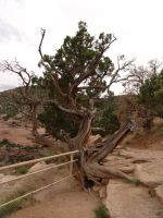 Gnarled tree - Colorado National Monument (Colorado, USA)