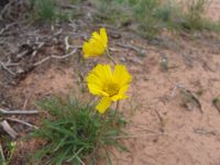 Desert wildflowers - Colorado National Monument (Colorado, USA)