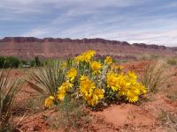 Desert wildflowers - Colorado Gorge (Utah, USA)