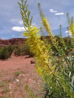 Desert wildflowers - Colorado Gorge (Utah, USA)