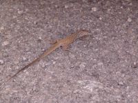 Lizard - Colorado Gorge (Utah, USA)
