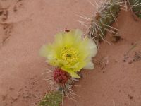 Desert wildflowers - Arches National Park (Utah, USA)