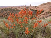 Desert wildflowers - Arches National Park (Utah, USA)