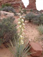 Desert wildflowers - Arches National Park (Utah, USA)