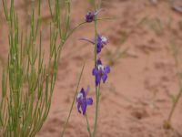 Desert wildflowers - Arches National Park (Utah, USA)