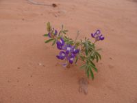 Desert wildflowers - Arches National Park (Utah, USA)