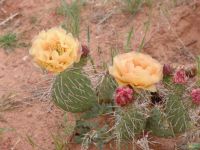 Desert wildflowers - Arches National Park (Utah, USA)