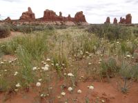 Desert wildflowers with rocks in the background - Arches National Park (Utah, USA)
