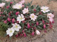 Desert wildflowers - Canyonlands National Park (Utah, USA)