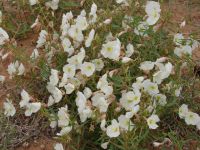 Desert wildflowers - Canyonlands National Park (Utah, USA)