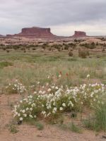 Wildflowers with Monitor and Merrimac in the background - Canyonlands National Park (Utah, USA)