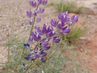 Desert wildflowers - Canyonlands National Park (Utah, USA)