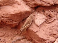 Grasshopper - Canyonlands National Park (Utah, USA)